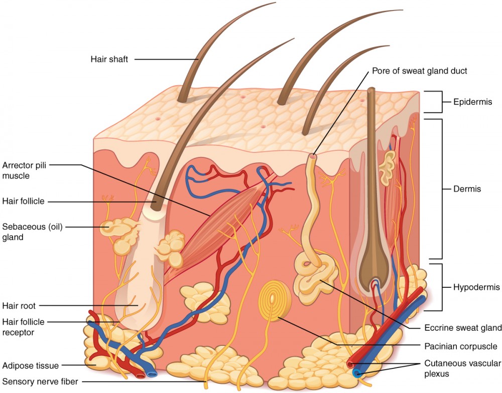Medical illustration showing layers of human skin